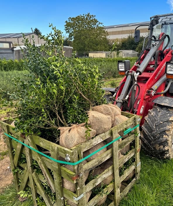 Geoogste haagplanten met kluit, klaar voor levering